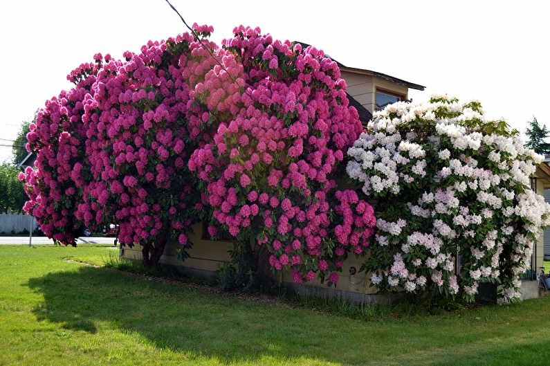 Rhododendron (azalea) - photo