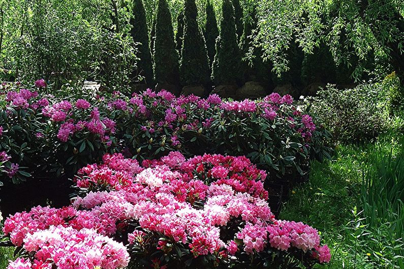 Rhododendron (azalea) - photo