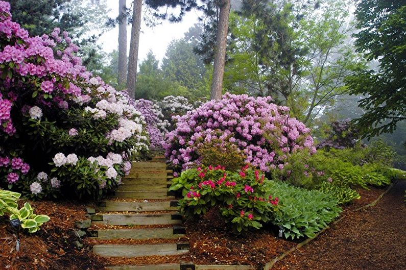 Rhododendron (azalea) - photo