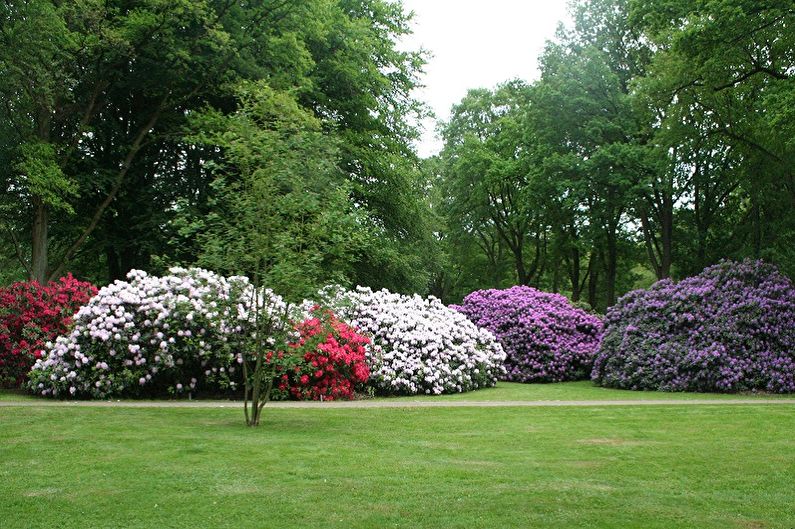 Rhododendron (azalea) - photo