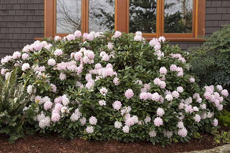 Rhododendron (azalea) - photo