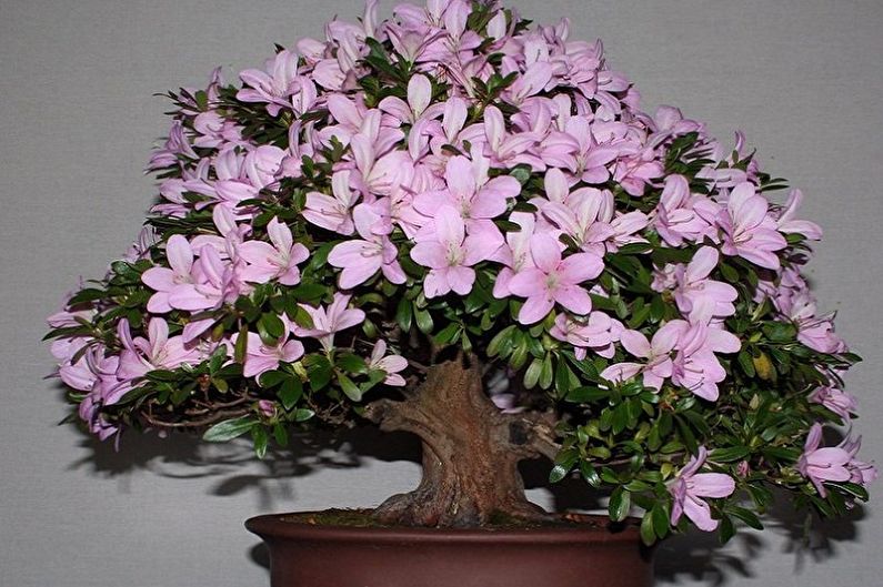 Rhododendron (azalea) - photo