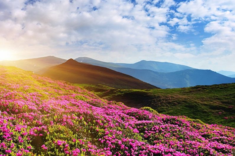 Rhododendron (azalea) - photo