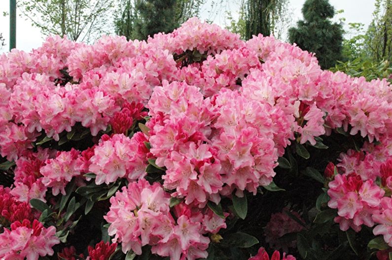 Rhododendron (azalea) - photo