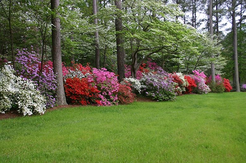 Rhododendron (azalea) - photo