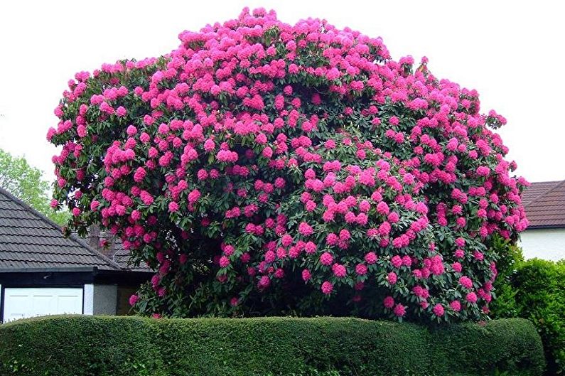 Rhododendron (azalea) - photo