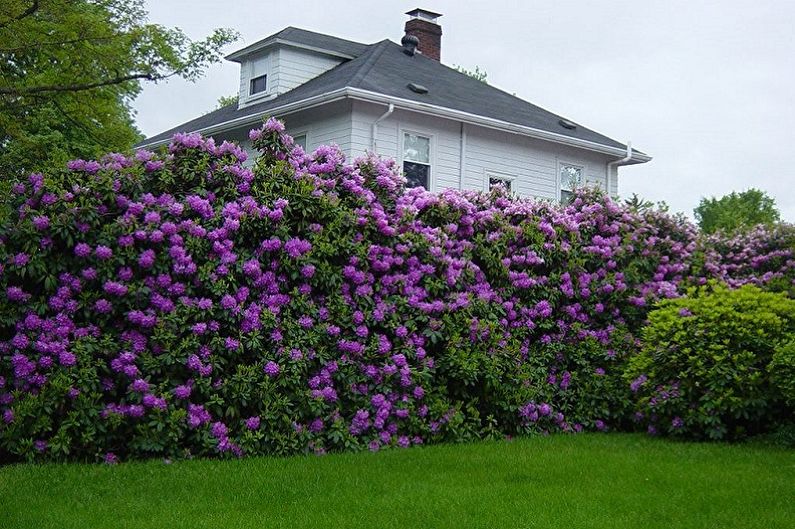 Rhododendron (azalea) - photo
