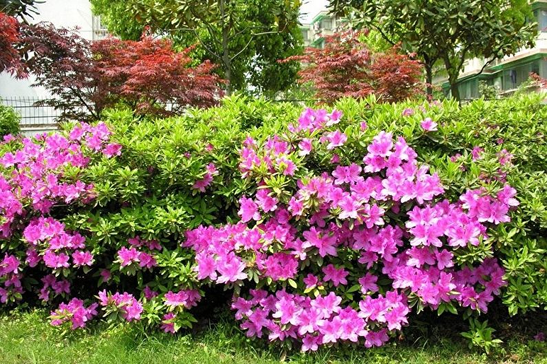 Rhododendron (azalea) - photo