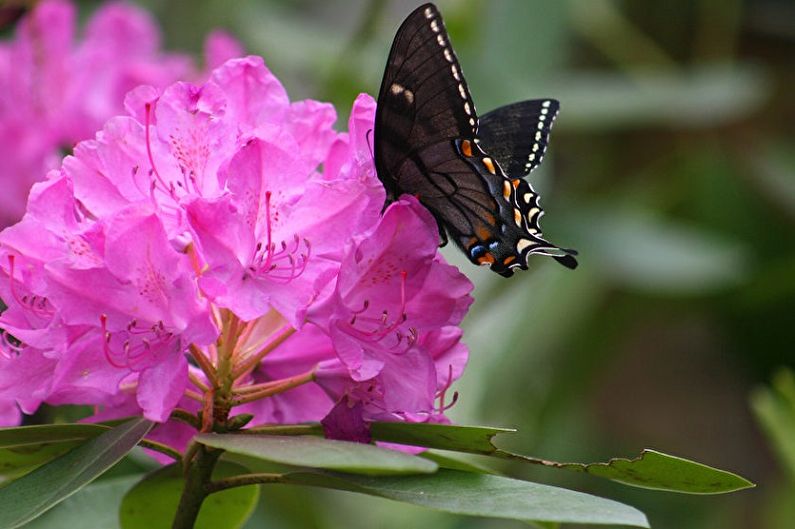 Rhododendron (azalea) - photo