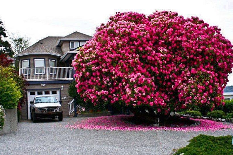 Rhododendron (azalea) - photo