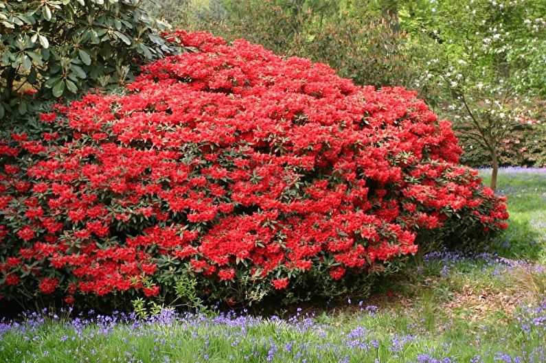 Rhododendron (azalea) - photo