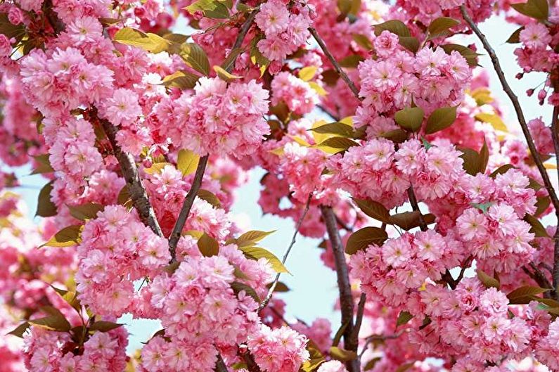 Rhododendron (azalea) - photo