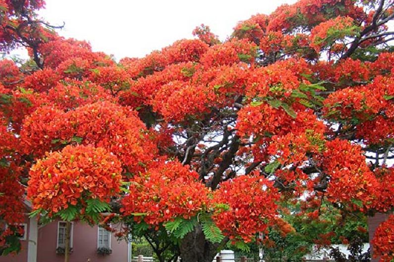Rhododendron (azalea) - photo
