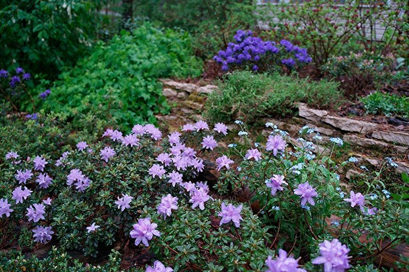 Rhododendron (azalea) - photo