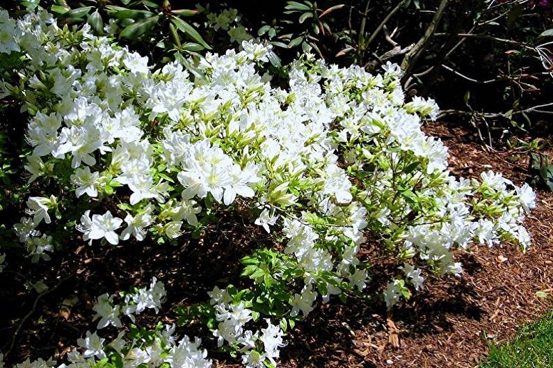 Rhododendron (azalea) - photo