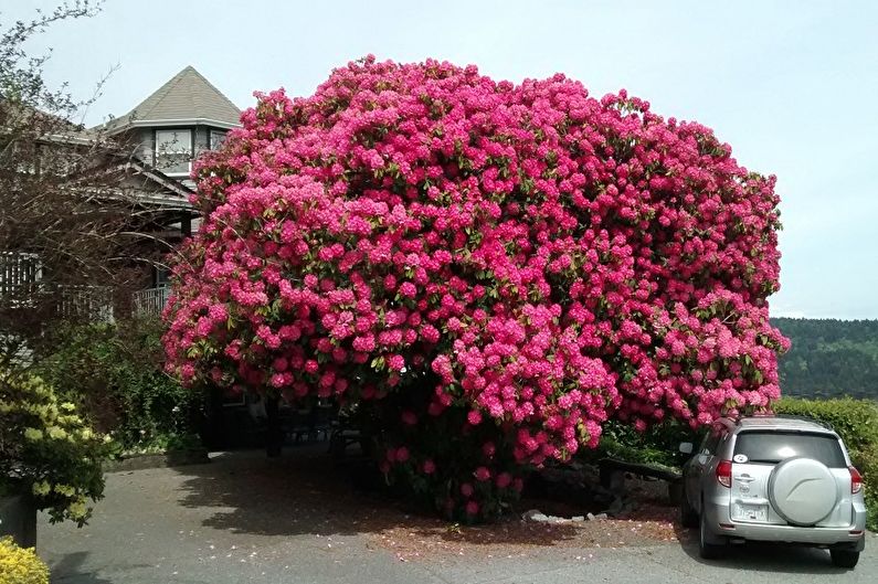 Rhododendron (azalea) - photo