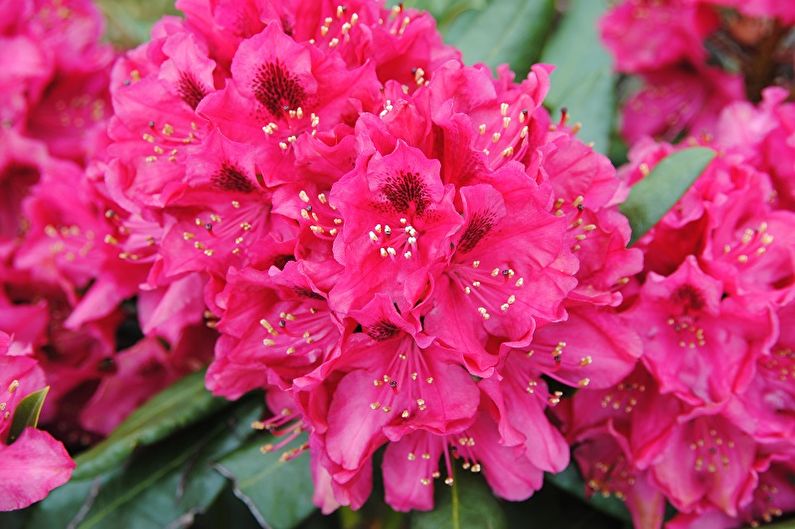 Rhododendron (azalea) - photo