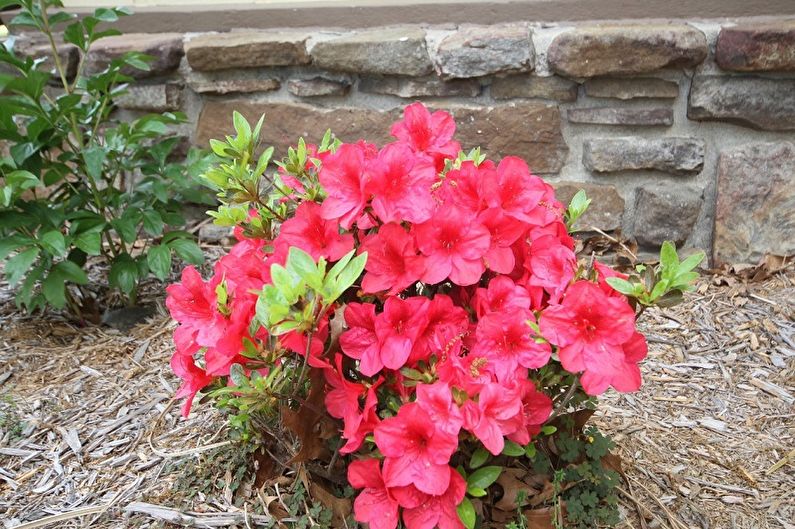 Rhododendron (azalea) - photo