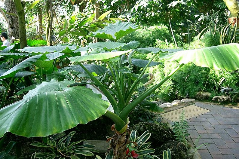 Odorous alocasia