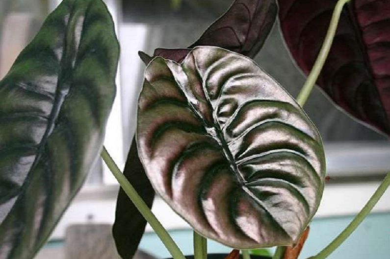 Alocasia copper red