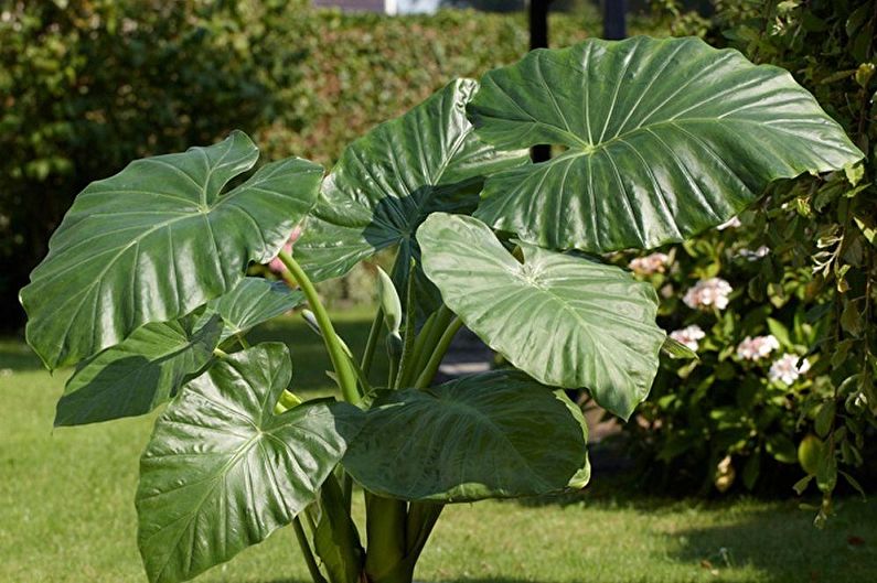 Alocasia Care - Lighting