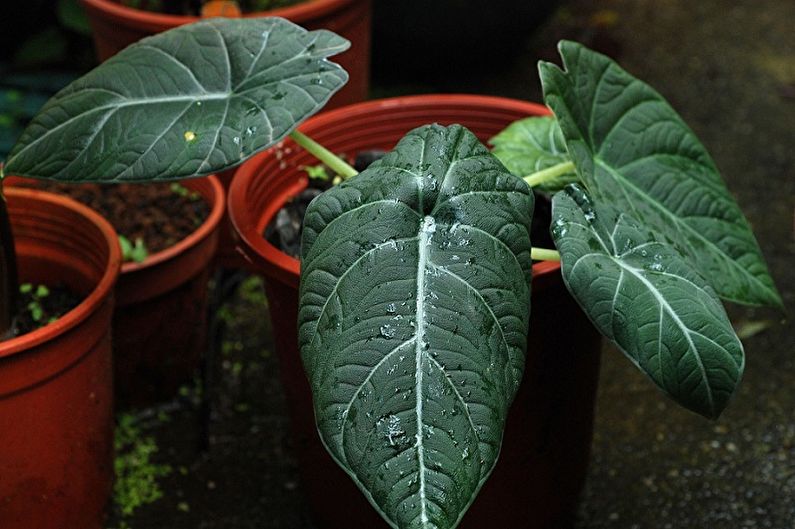 Alocasia Care - Humidity
