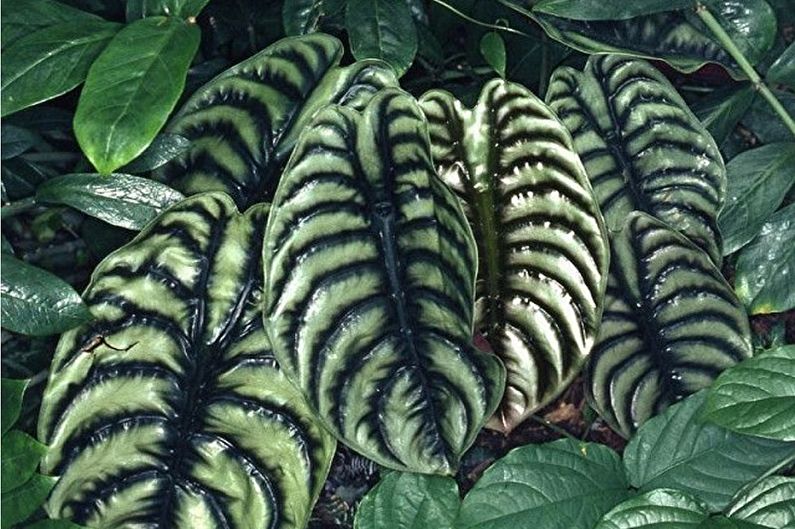 Alocasia Care - Watering