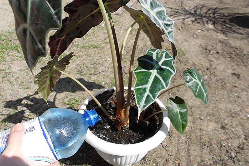 Alocasia Care - Watering