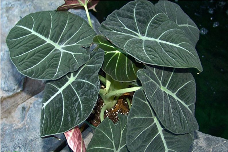 Alocasia Care - Fertilizers and Feeding