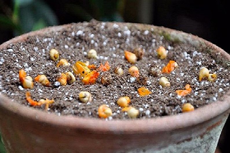 Propagation of alocasia by seed