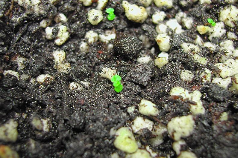Propagation of alocasia by seed