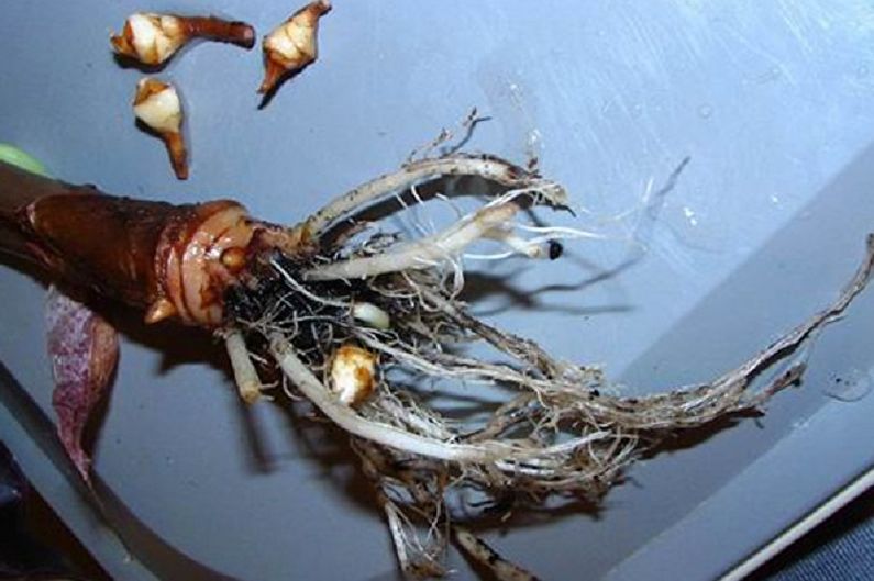 Reproduction of alocasia by children