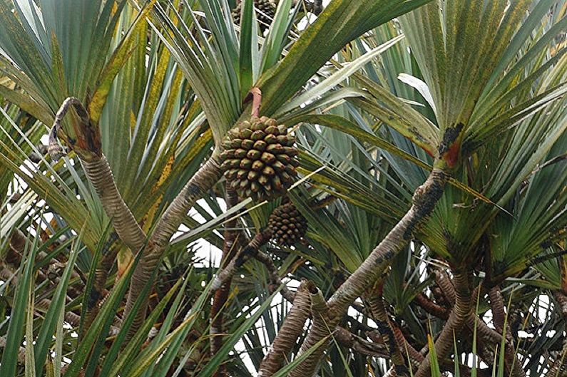 Pandanus Hiding