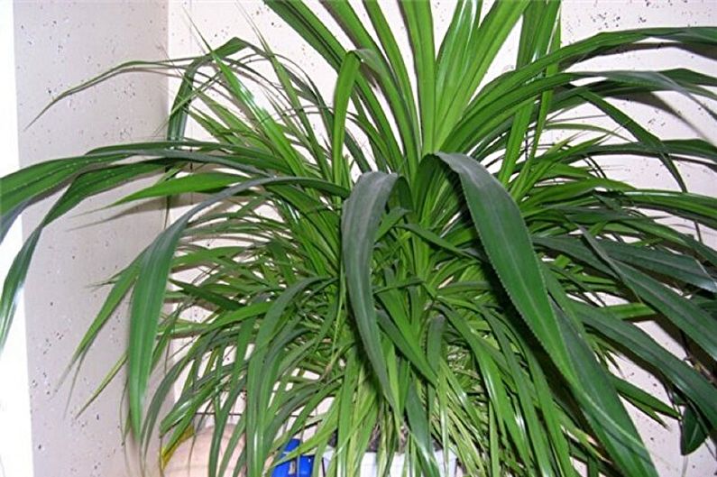 Pandanus Care - Lighting