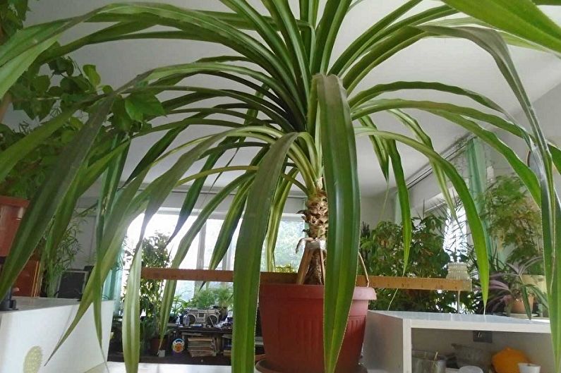 Pandanus Care - Temperature