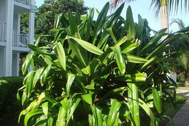 Pandanus Care - Temperature