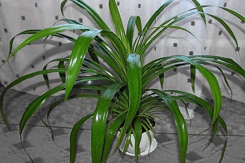 Pandanus Care - Humidity