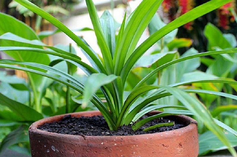 Pandanus Care - Watering