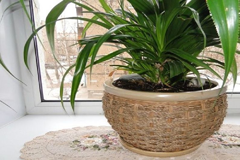 Pandanus Care - Fertilizers and Feeding