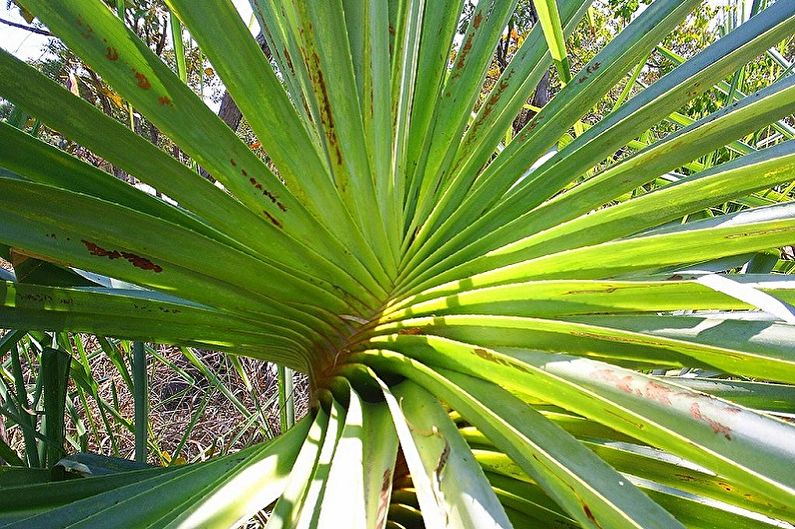 Pandanus - Diseases and Pests