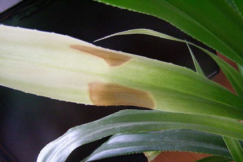 Pandanus - Diseases and Pests