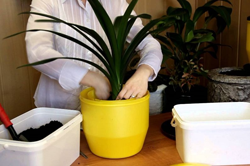How to transplant pandanus