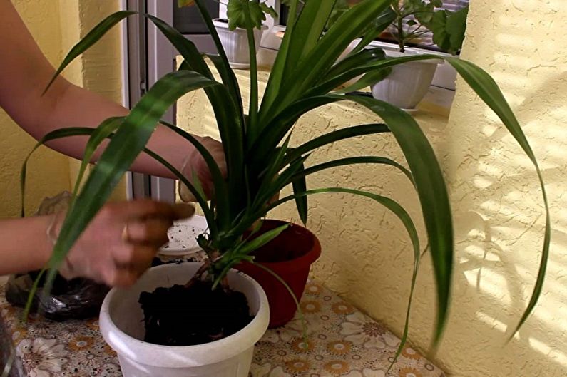 How to transplant pandanus