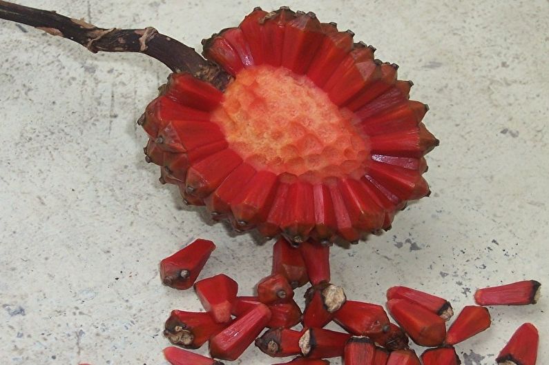 Pandanus seed propagation