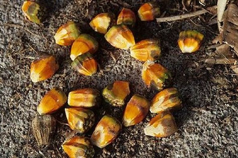 Pandanus seed propagation