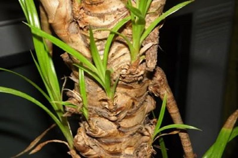 Pandanus propagation by cuttings