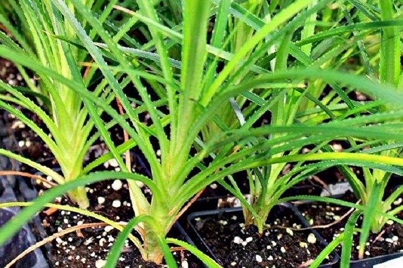 Pandanus propagation by cuttings