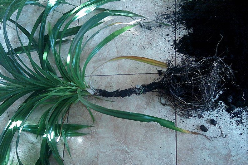 Breeding Pandanus