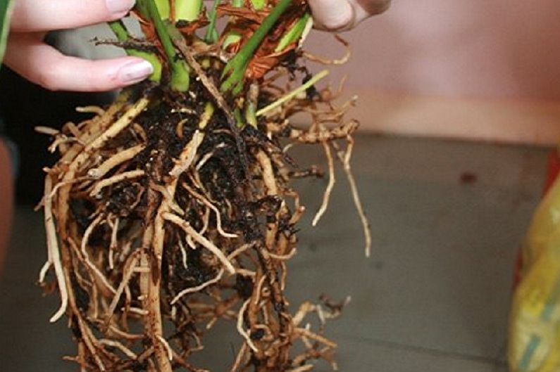 Breeding Pandanus
