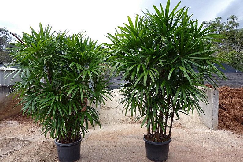 Pandanus - photo